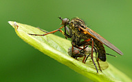 Large Dance Fly (Male, Empis tessellata)